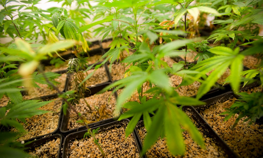 Marihuana u kaliforniji 1000x600